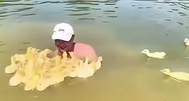 Утята приняли мужчину за свою маму