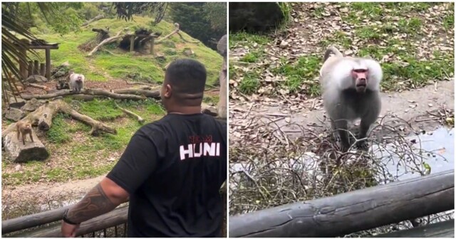 Вызвал вожака на поединок