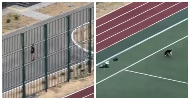 В Краснодаре бродячие собаки загнали ребёнка на забор и рылись в его вещах