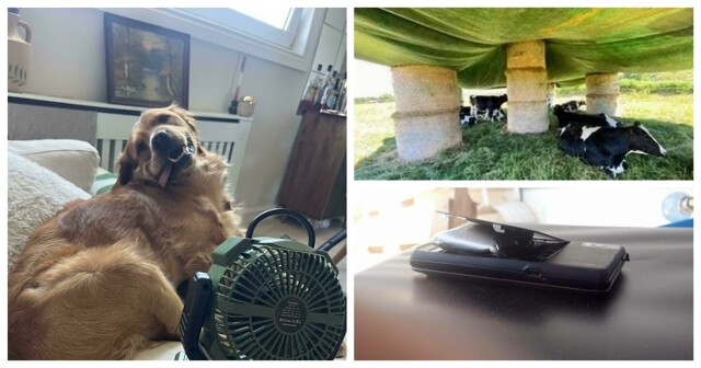 Аномальная жара 2025 в фотографиях со всего мира