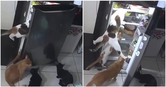 Пушистая банда залезла в холодильник