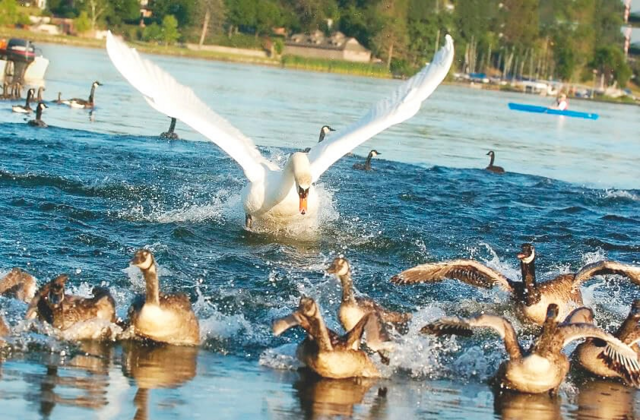 Лебедь-шипун: избить половину населения водоёма, чтобы остальные сидели тише травы