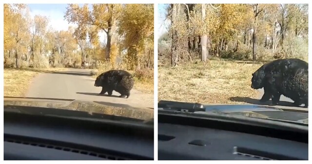 К зиме готов: медведь зажировался