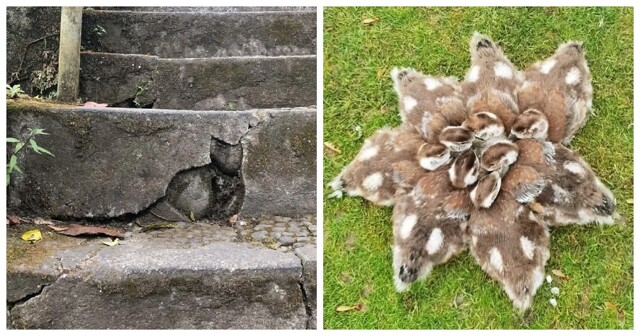 Фокусы перспективы: 20 фотографий-головоломок, которые заставят вас пересмотреть реальность