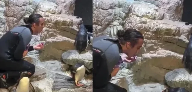 Выдувальщик мыльных пузырей для пингвинов