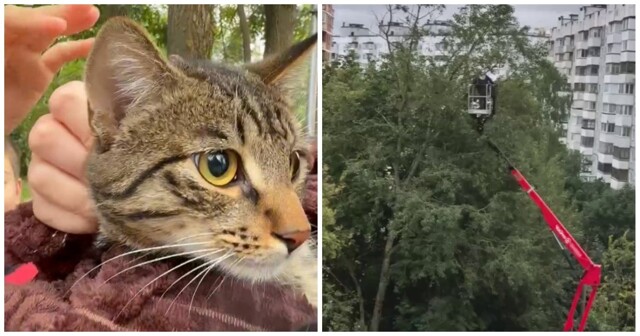 В Подмосковье спасли кота, который два дня просидел на дереве
