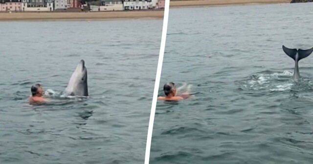 Игривый дельфин присоединился к семье во время утреннего купания