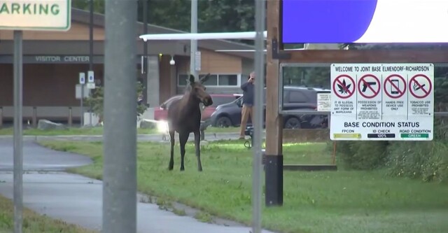 Лось проверил обстановку около военной базы на Аляске