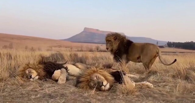 Забавный конфликт львов из-за места