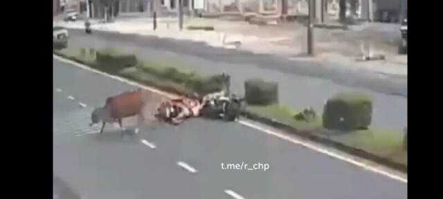 Одним махом минус 2 мотоциклиста. Коровы тоже их не любят