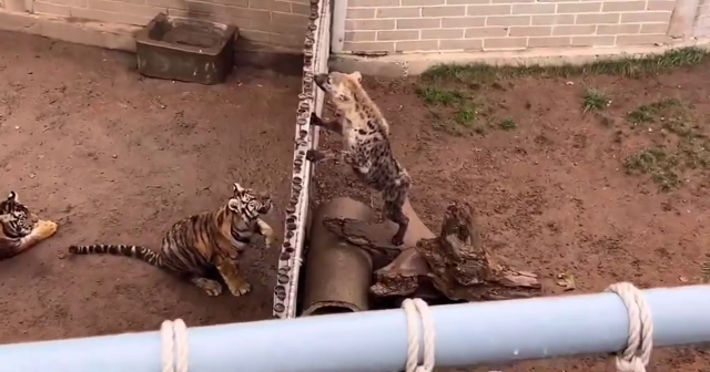 Тигр перепрыгнул через ограждение зоопарка, чтобы напасть на гиену