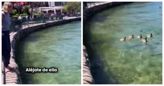 Феминистка вмешалась в поведение дикой природы, чтобы защитить утку