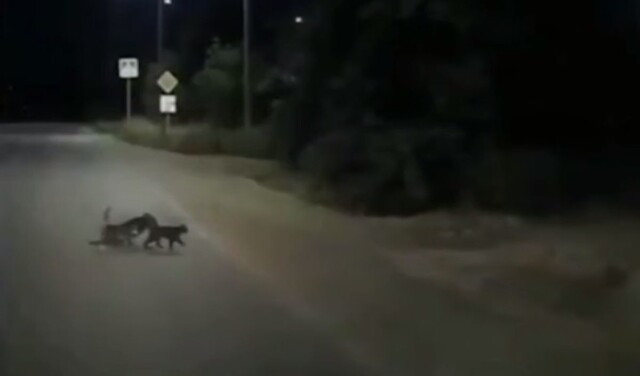 Кошки переводят через дорогу собаку-инвалида