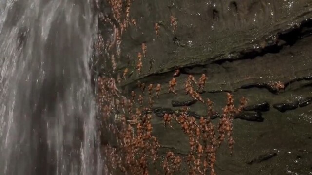 Массовое восхождение рыб на скалы в Бразилии