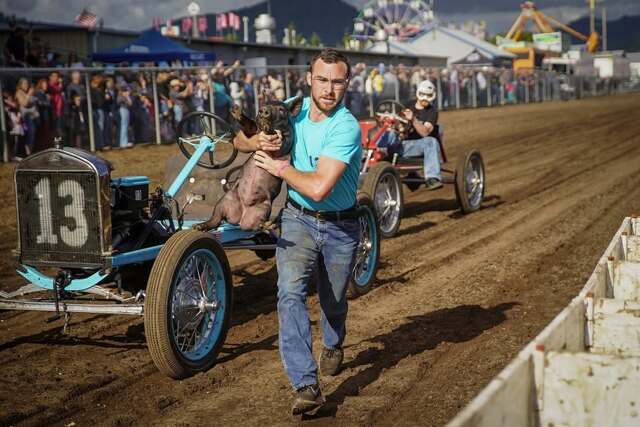 Необычные соревнования со свинками в США