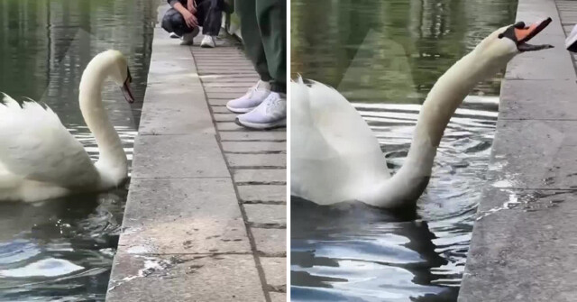 Агрессивный лебедь на Патриарших прудах