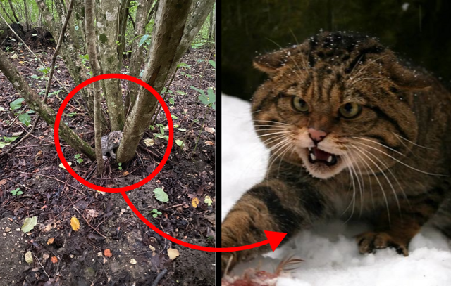 Лесной кот: никогда не подбирайте котят в лесу