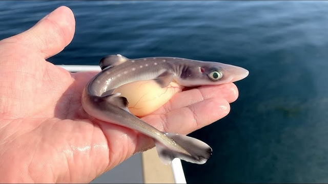 Катран: о крупнейшей акуле Чёрного моря и современных реалиях