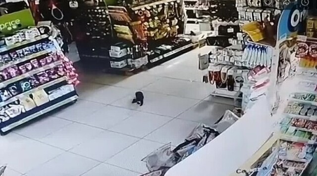 Сотрудники  Fix Price  уже два дня охотятся за пушистым посетителем