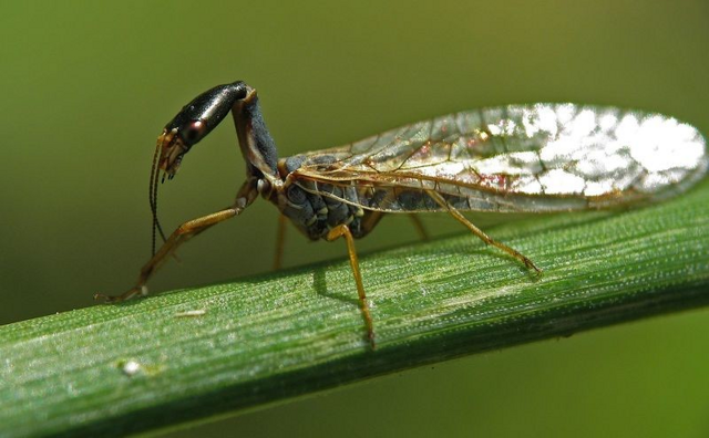 Верблюдка:  этот хищник — друг человека и огорода