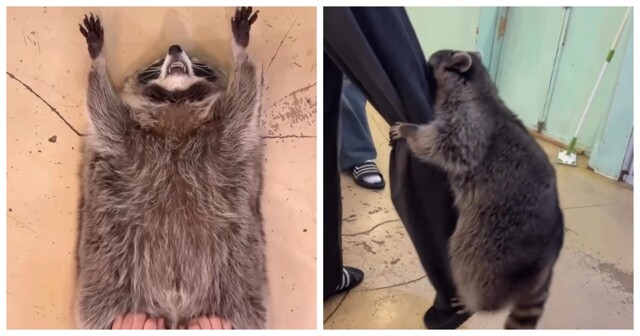 Владельцы енота показали, как проходит повседневный уход за их пушистиком