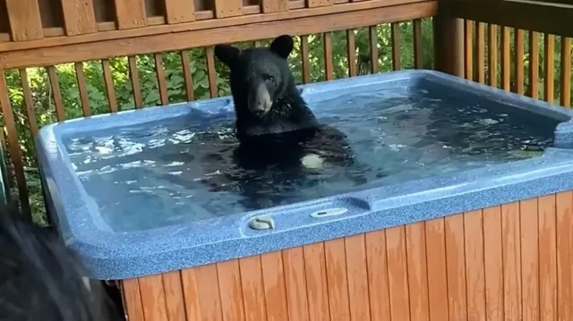 Любопытный медвежонок был пойман плескающимся в джакузи