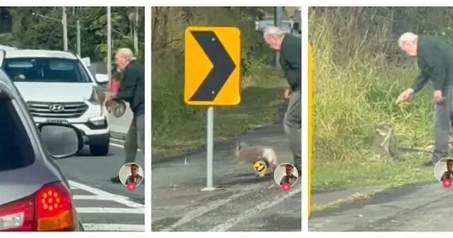 Пожилой австралиец перенес выбежавшую на дорогу коалу