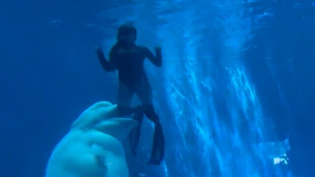 Кит атаковал дайверов на глазах у испуганных туристов