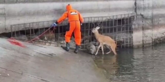 Спасатели помогли косуле выбраться из реки