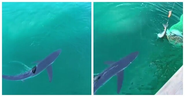 Рыбак покормил акулу минтаем в Приморье