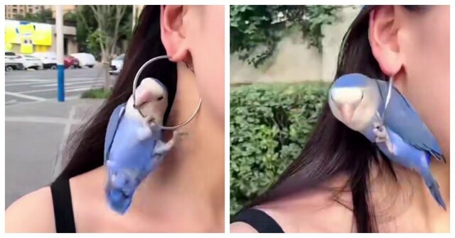 Попугай оценил серьги хозяйки