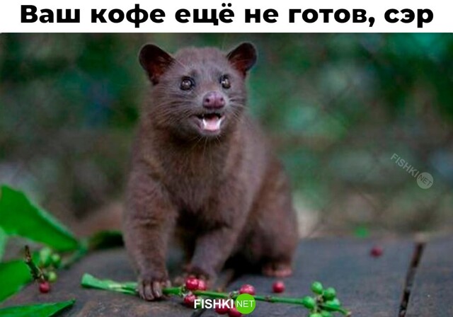 Смешные картинки