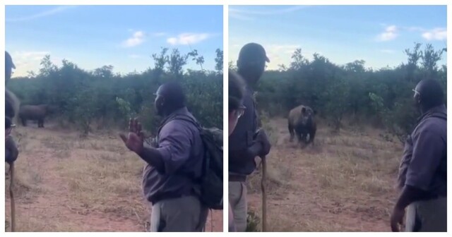 Что делать при встрече с носорогом