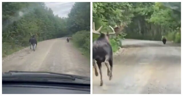 Все побежали, и я побежал: необычная погоня на Камчатке