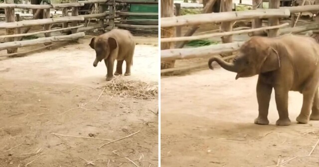 Слонёнок пытается подчинить себе хобот