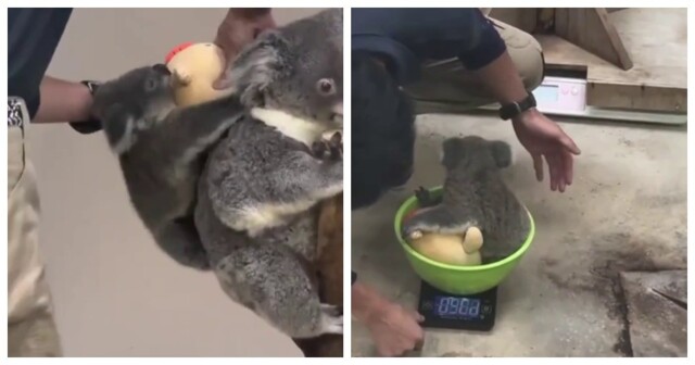 Как взвесить детёныша коалы без стресса