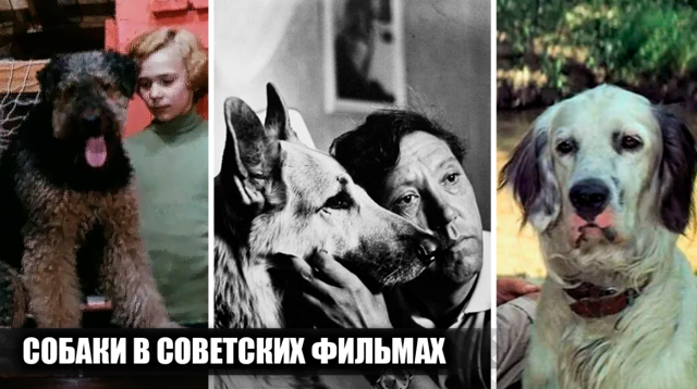 Собаки в 6 популярных советских фильмах: кто сыграл четвероногих героев