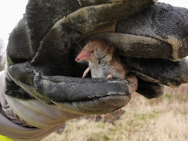 Бурозубка: их образ жизни пробирает до мурашек