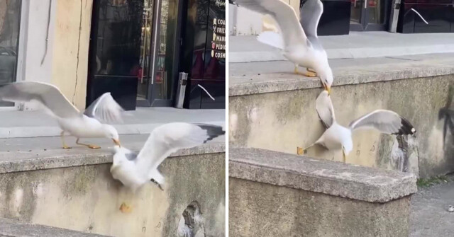 Чайка едва спаслась от чудовищного падения с метровой высоты