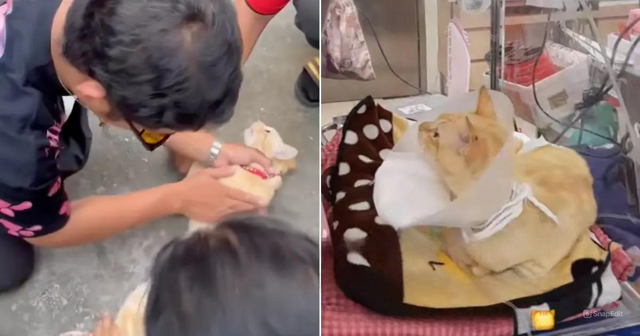 Житель Таиланда спас кота после удара током