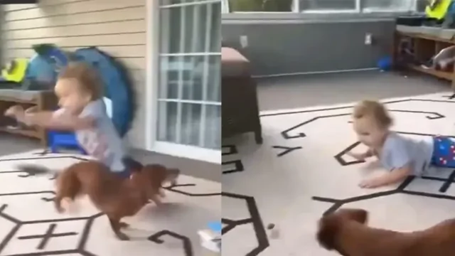 Такса воплотила в жизнь хитрый план по добыче еды