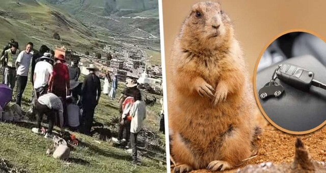 Сурок украл ключи от машины туриста в Китае