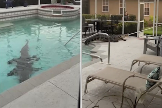 В США женщина обнаружила аллигатора в собственном бассейне на заднем дворе