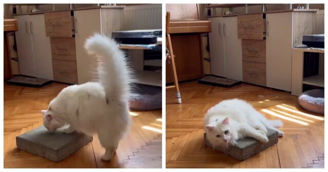 Коты любят бетонные плитки