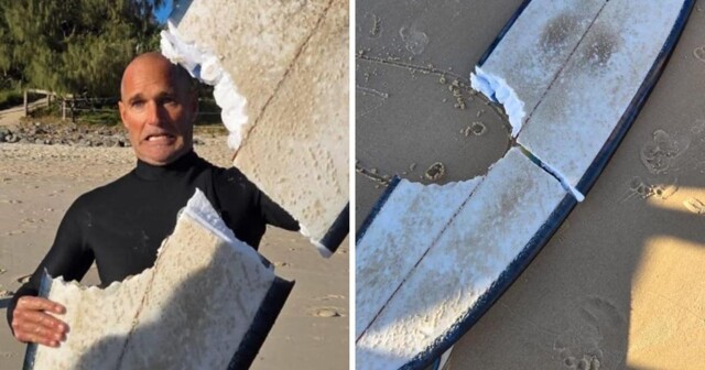 В Австралии четырёхметровая акула перекусила доской сёрфера