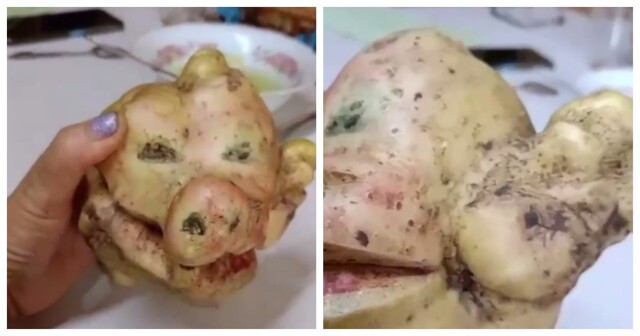 Женщина выкопали картофелину, напоминающую жуткую морду