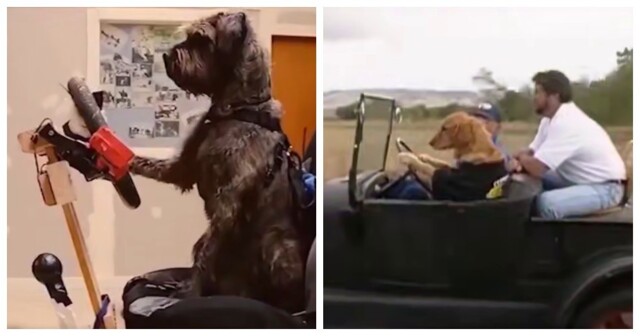 Автошкола для собак