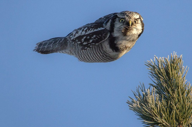 Ястребиная сова:  странный хищник степей России