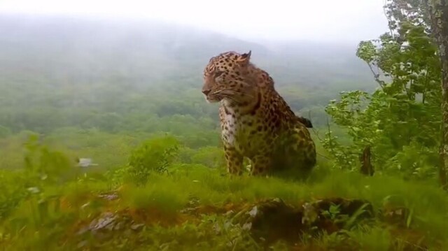Приморский национальный парк показал леопарда, который не испугался дождя