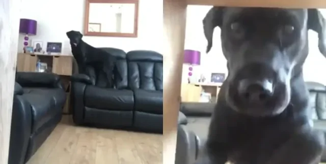 Лабрадор схватил зубами камеру наблюдения и снял "экскурсию" по дому